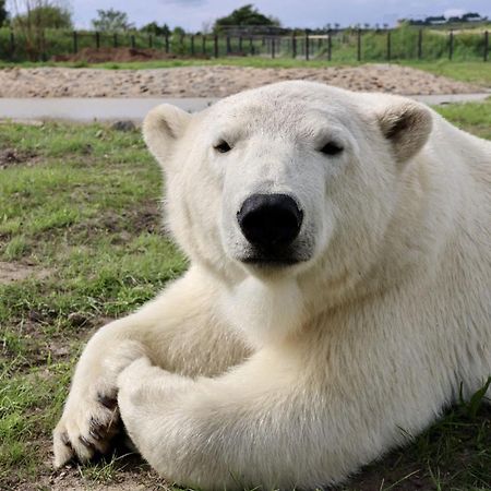 Chic 2 Bed Peak District Cottage Barn Near Alton Towers, Polar Bears, Chatsworth House Leek Eksteriør billede