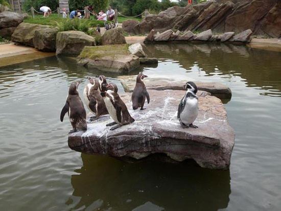 Chic 2 Bed Peak District Cottage Barn Near Alton Towers, Polar Bears, Chatsworth House Leek Eksteriør billede