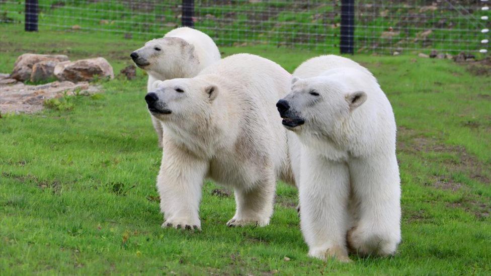 Chic 2 Bed Peak District Cottage Barn Near Alton Towers, Polar Bears, Chatsworth House Leek Eksteriør billede